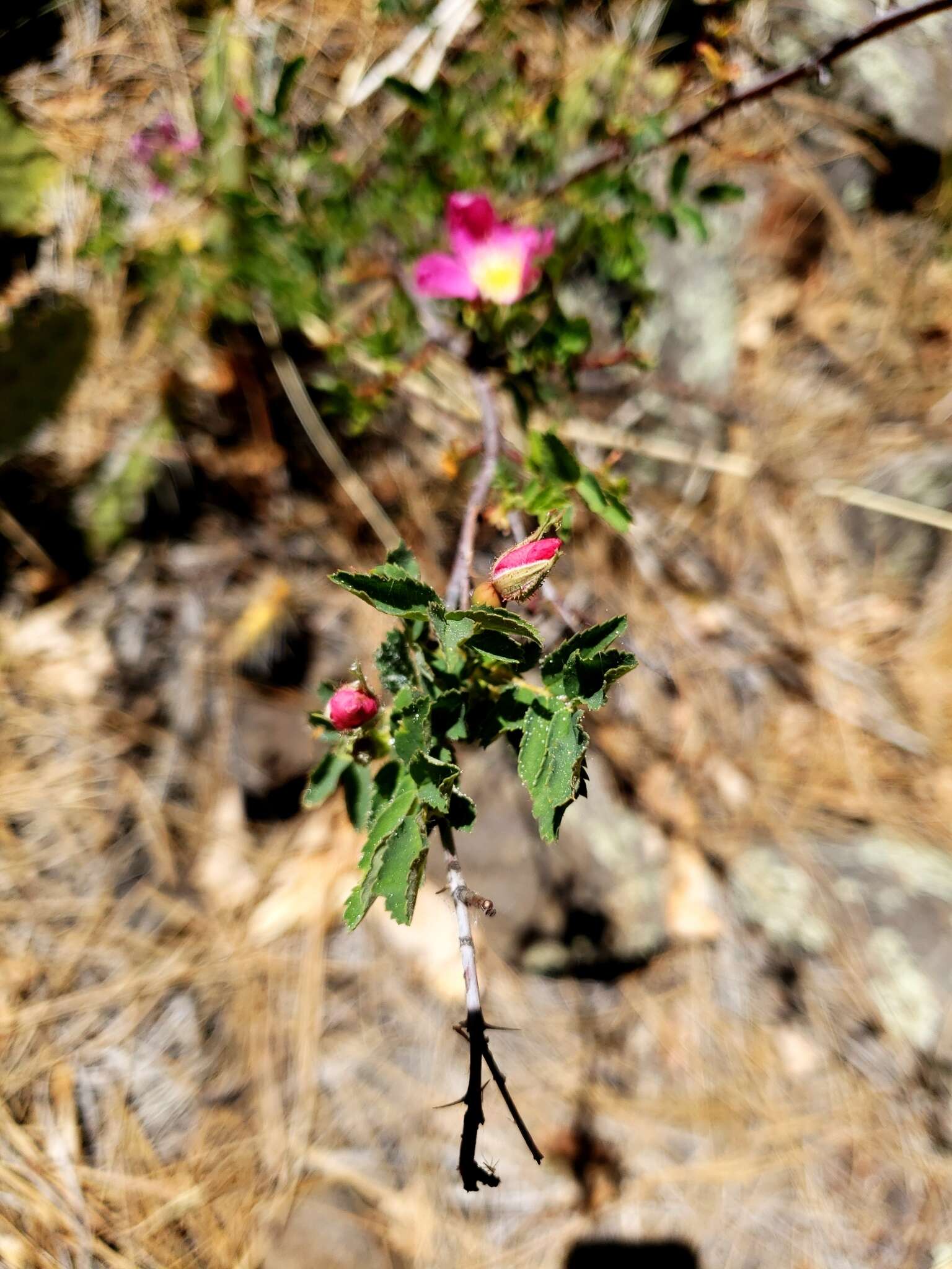 Sivun Rosa woodsii var. arizonica (Rydb.) W. H. Lewis kuva