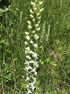 Image of Sierra bog orchid