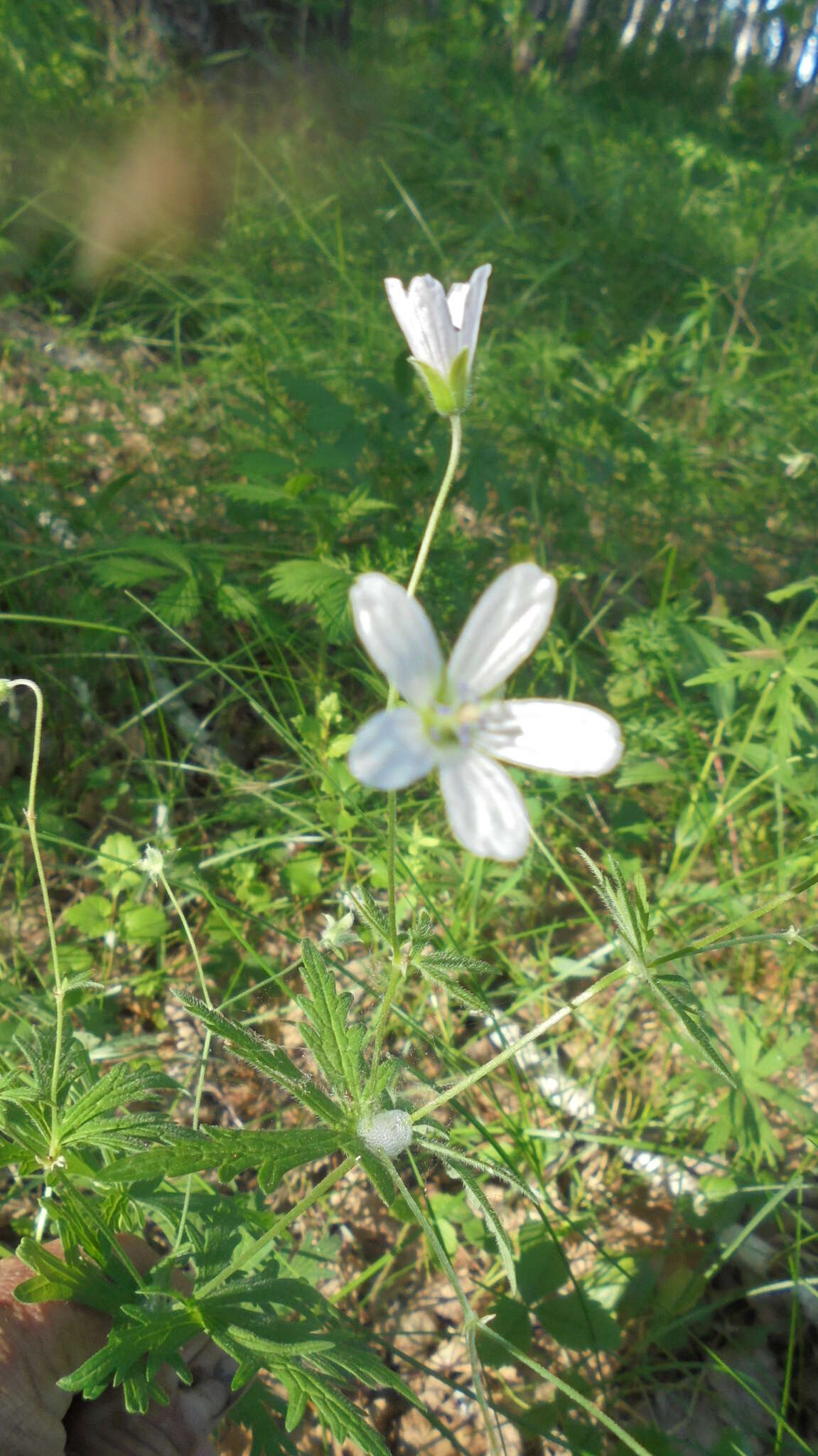 Image of Geranium pseudosibiricum J. Mayer