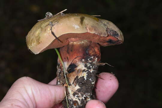 Image of Liver Bolete