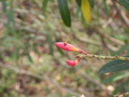 Image of Ragwelellus rubrinus Hu & Zheng 2001