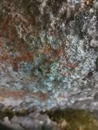 Image of rockloving lecidea lichen