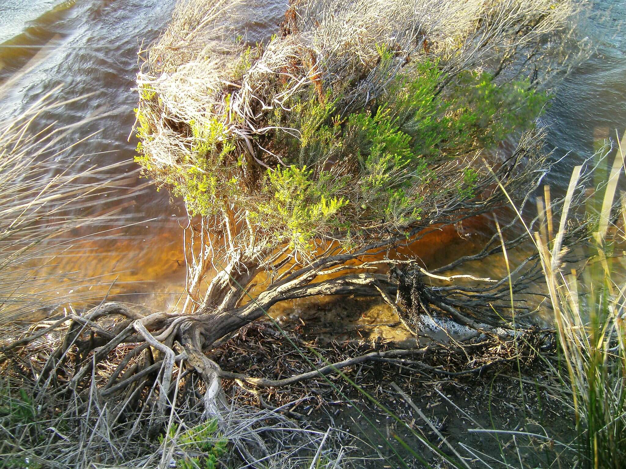 Imagem de Melaleuca brevifolia Turcz.