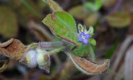 Image of yerba de guava