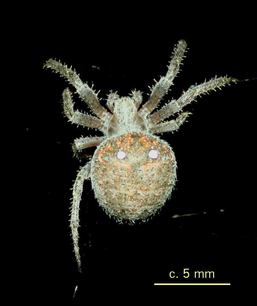 Image of Pararaneus cyrtoscapus (Pocock 1898)