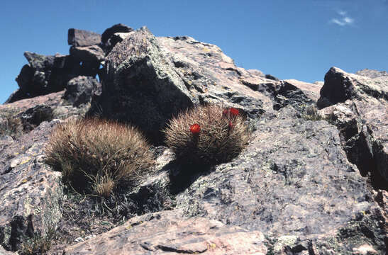 Image of Lobivia minutiflora