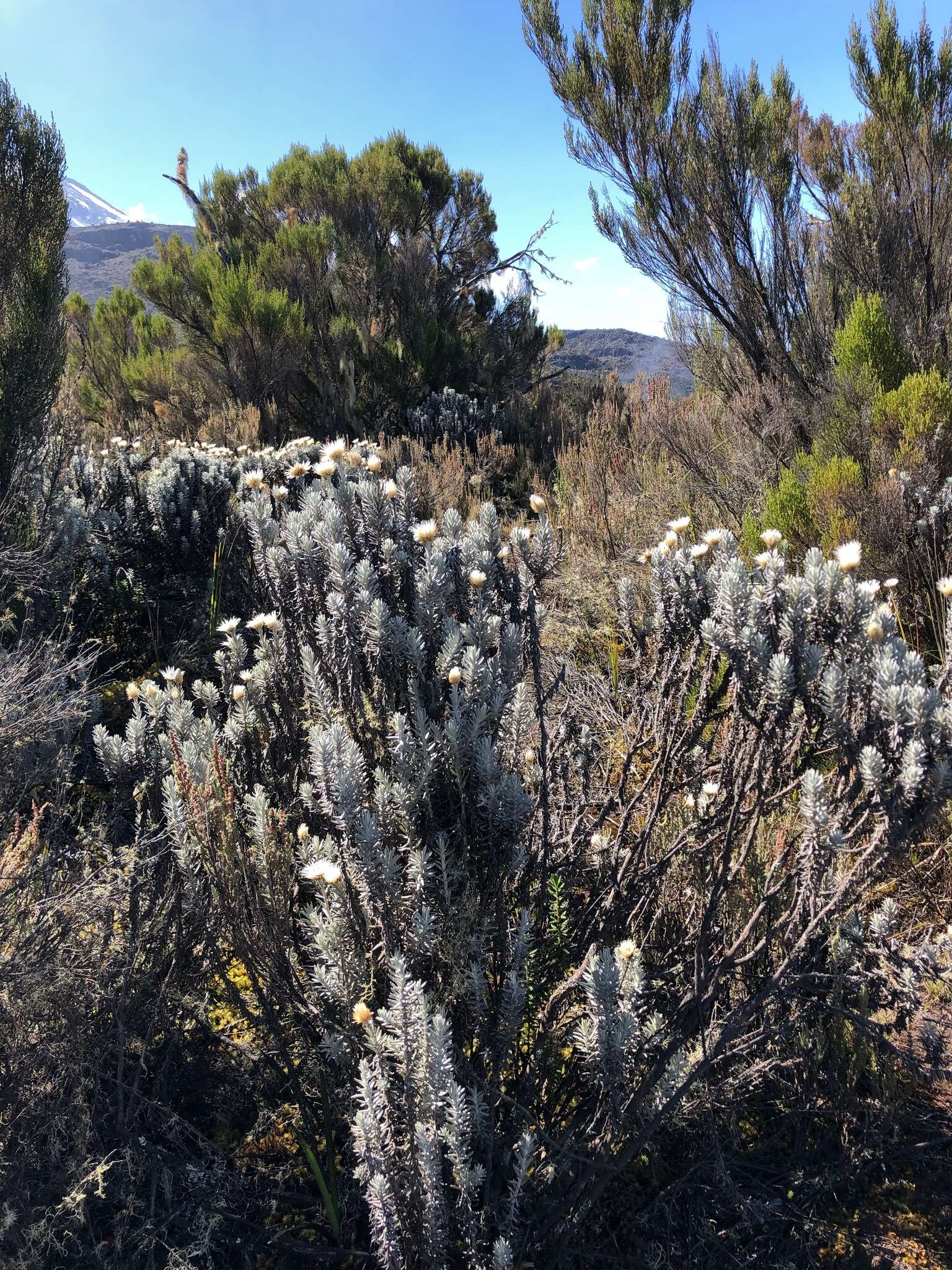 Image of Helichrysum newii Oliv. & Hiern