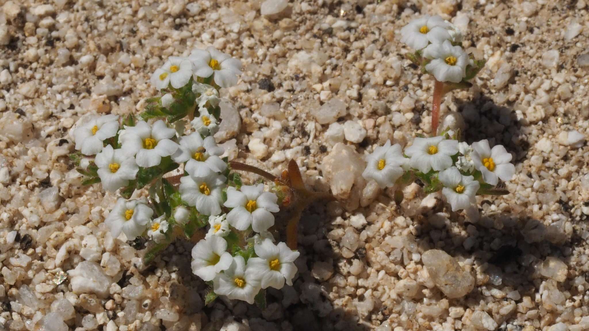 Image de Maculigilia maculata (Parish) V. Grant