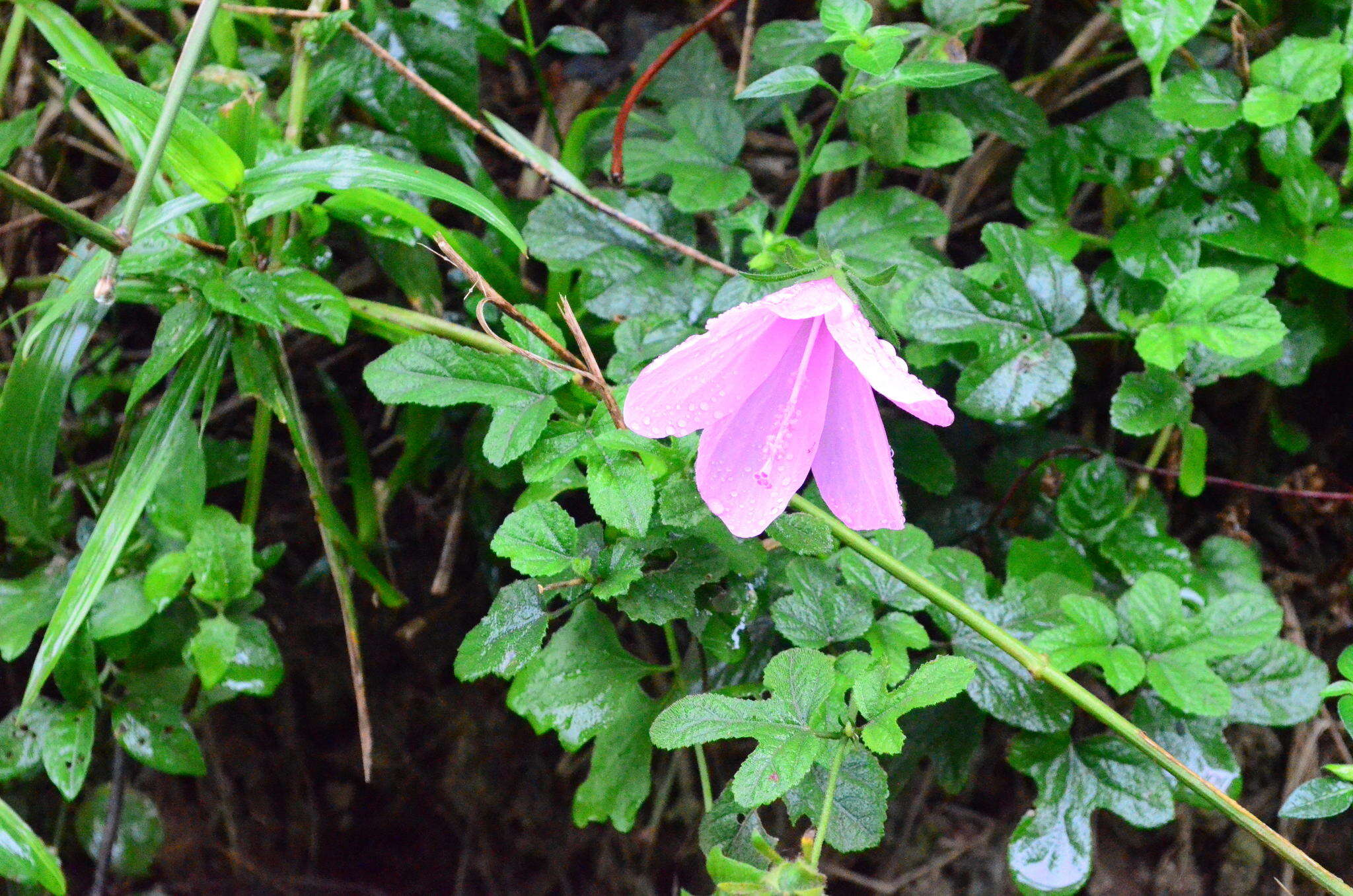 Image of Forest pink hibiscus