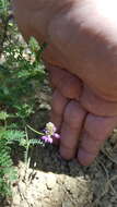 Image of Dalea foliolosa (Aiton) Barneby