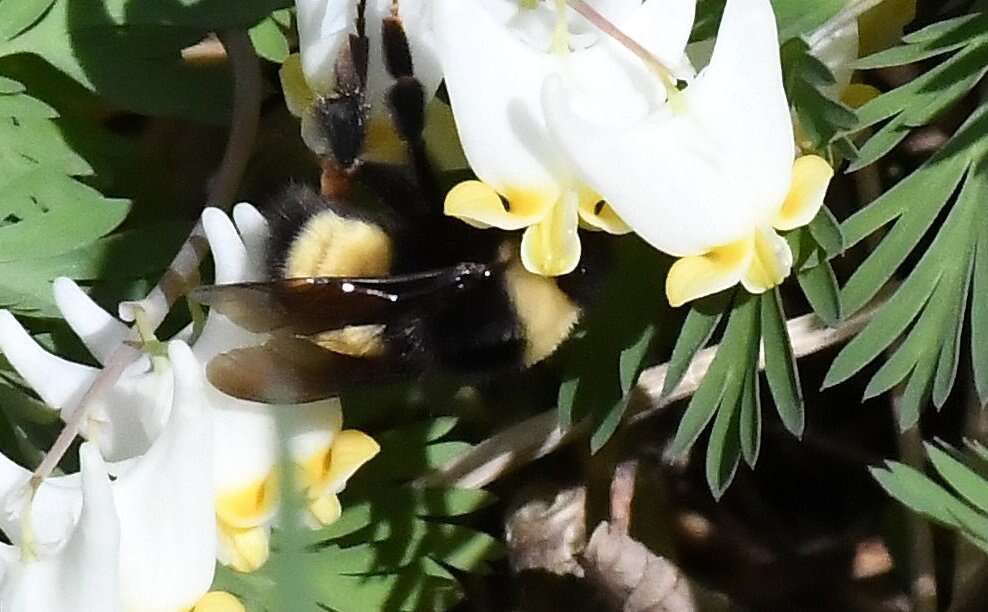 Image of Yellow-banded Bumblebee