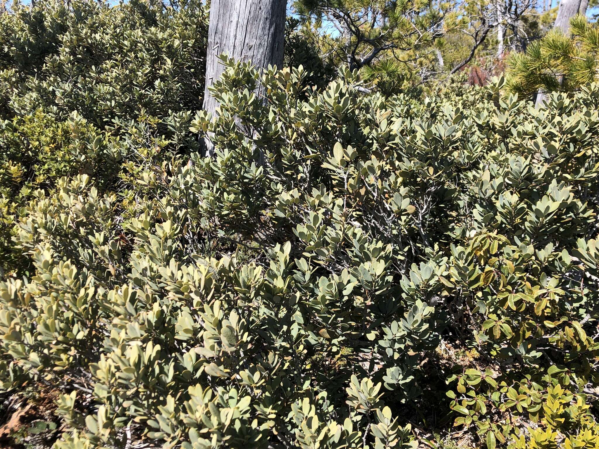 Imagem de Notholithocarpus densiflorus var. echinoides (R. Br. ter) Manos, Cannon & S. H. Oh