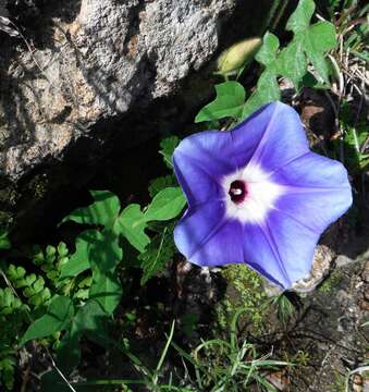 Image of Ipomoea laeta A. Gray ex S. Wats.