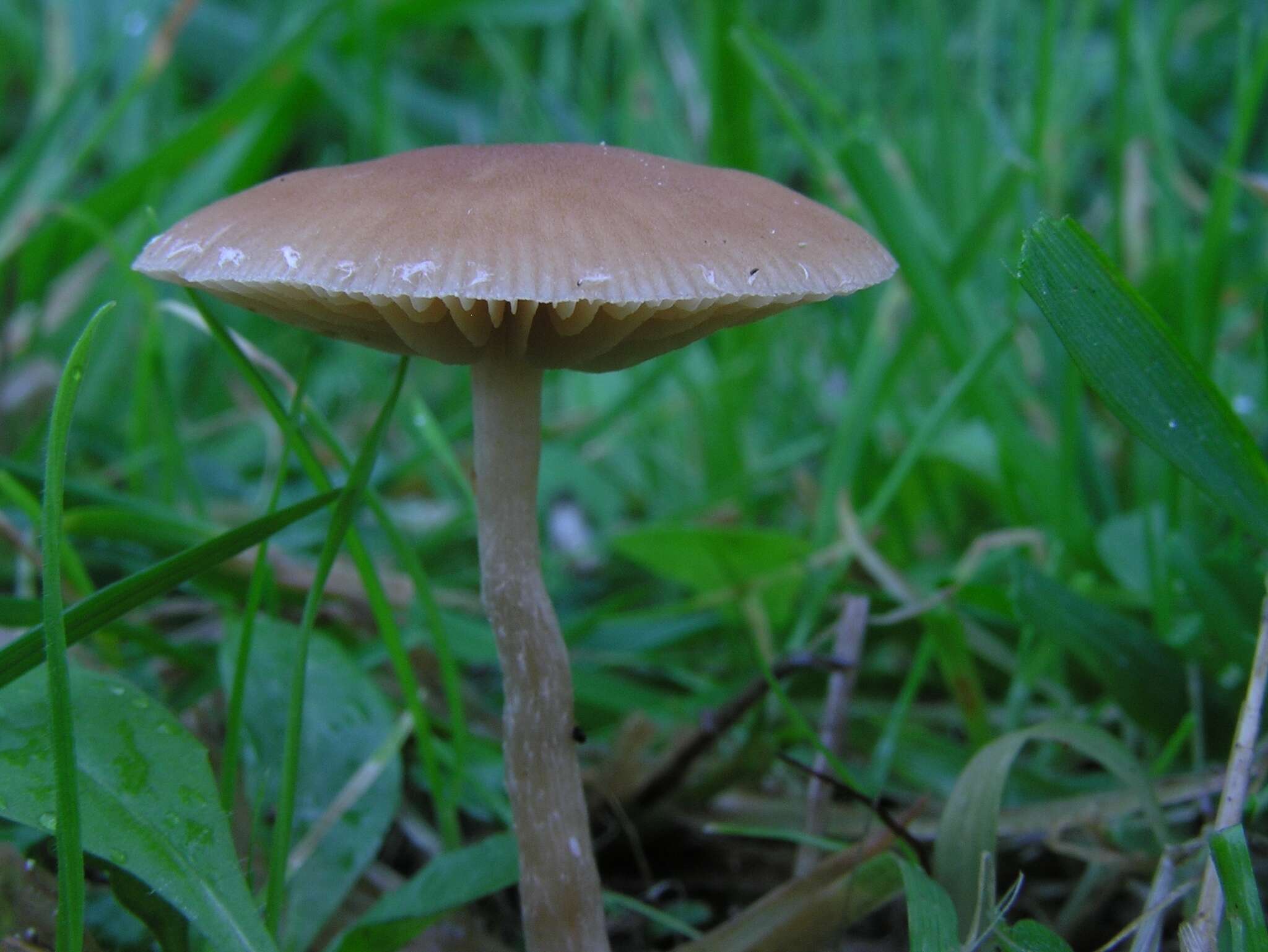 Image of Psilocybe subviscida (Peck) Kauffman 1918