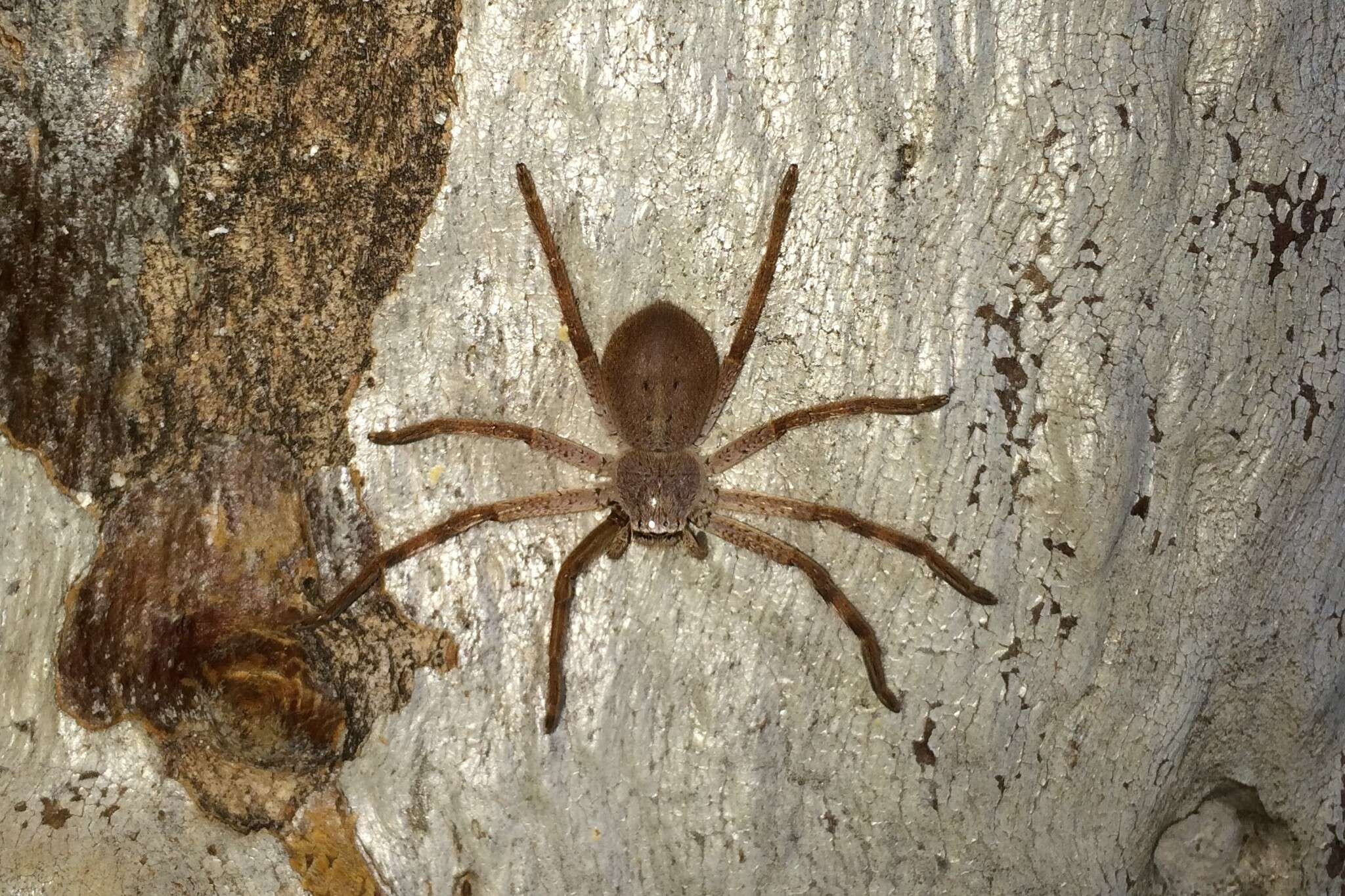 Image of Isopedella inola (Strand 1913)