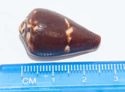 Image of Conus guanahacabibensis Espinosa & Ortea 2016