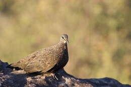 Image of Chestnut-quilled Rock Pigeon