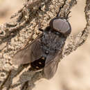 Image de Tabanus kesseli Philip 1950