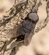 Image of Tabanus kesseli Philip 1950