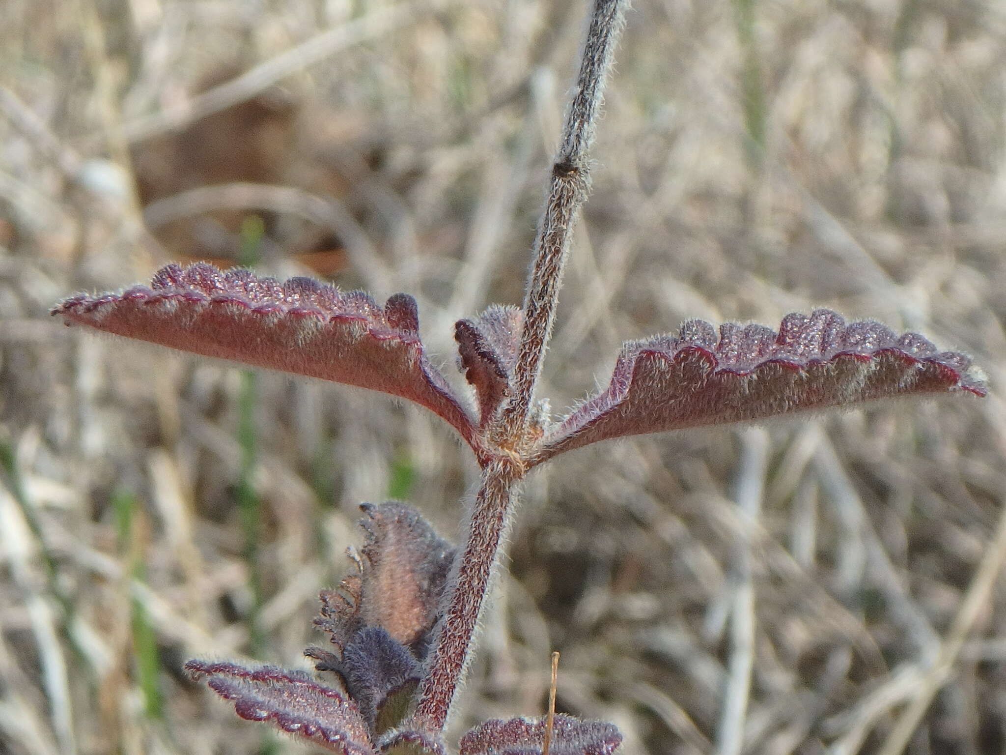 Image de Teucrium chamaedrys subsp. nuchense (K. Koch) Rech. fil.