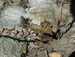 Image of San Gabriel River dudleya