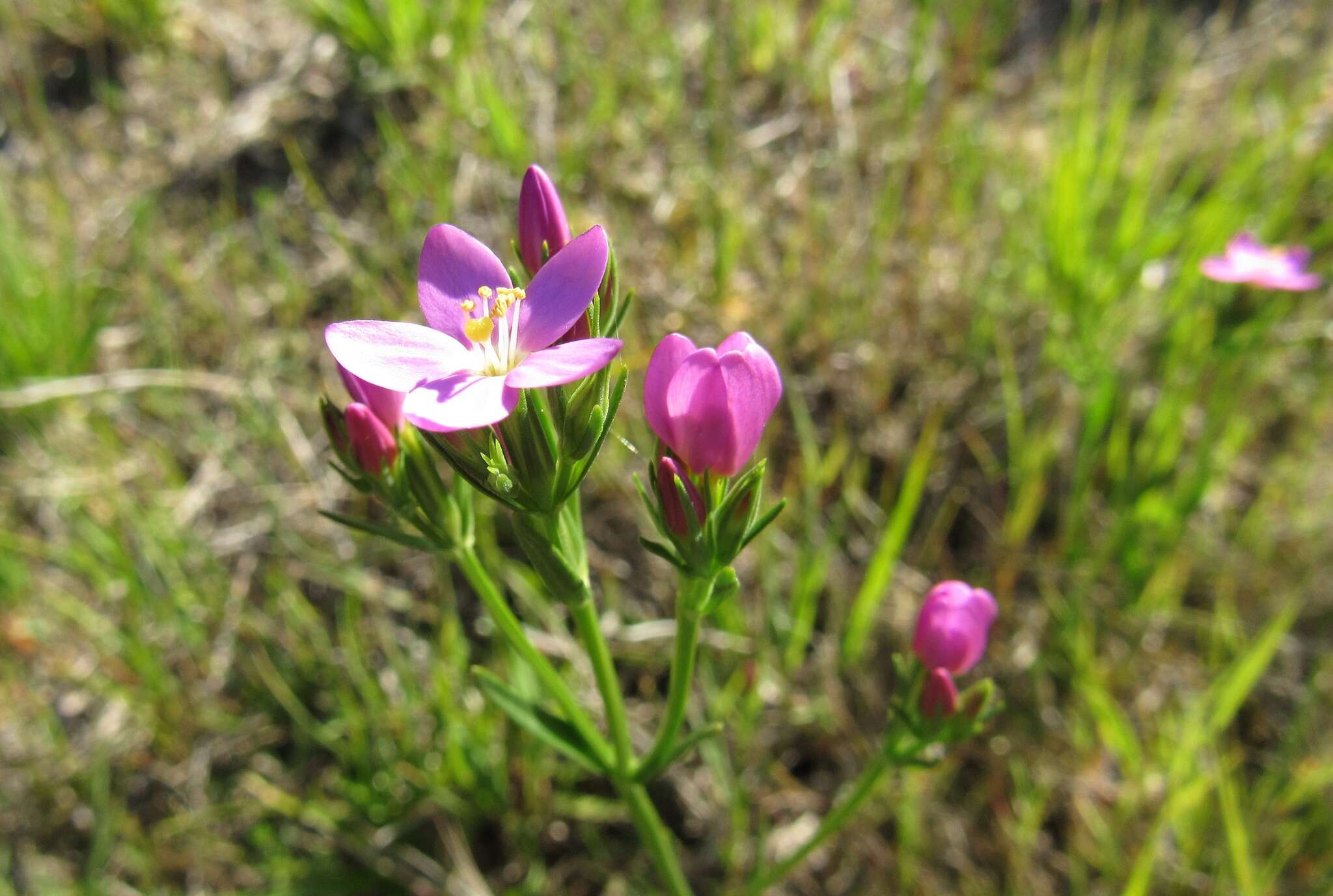 Image of Centaurium littorale subsp. compressum (Hayne) J. Kirschner