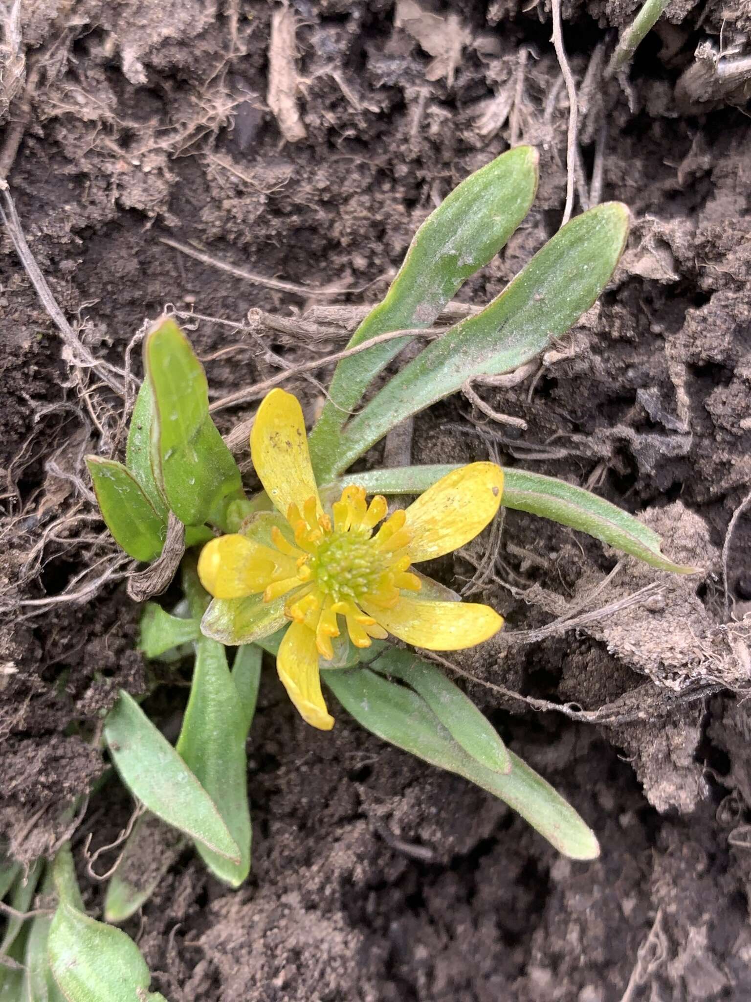 Image of Utah buttercup