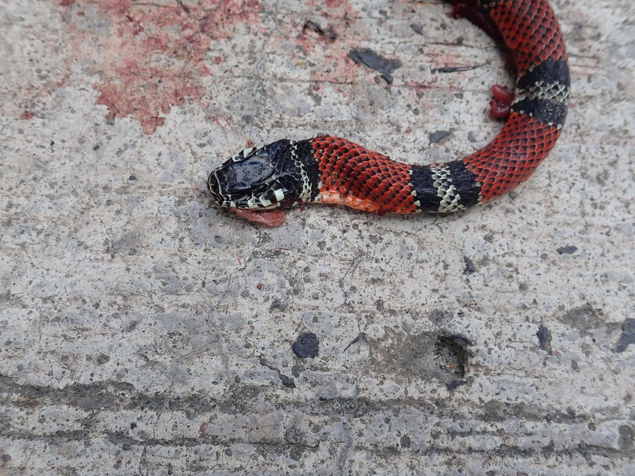 Image of False Coral Snake