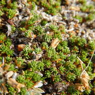 Plancia ëd Cherleria arctica (Steven ex Ser.) A. J. Moore & Dillenb.