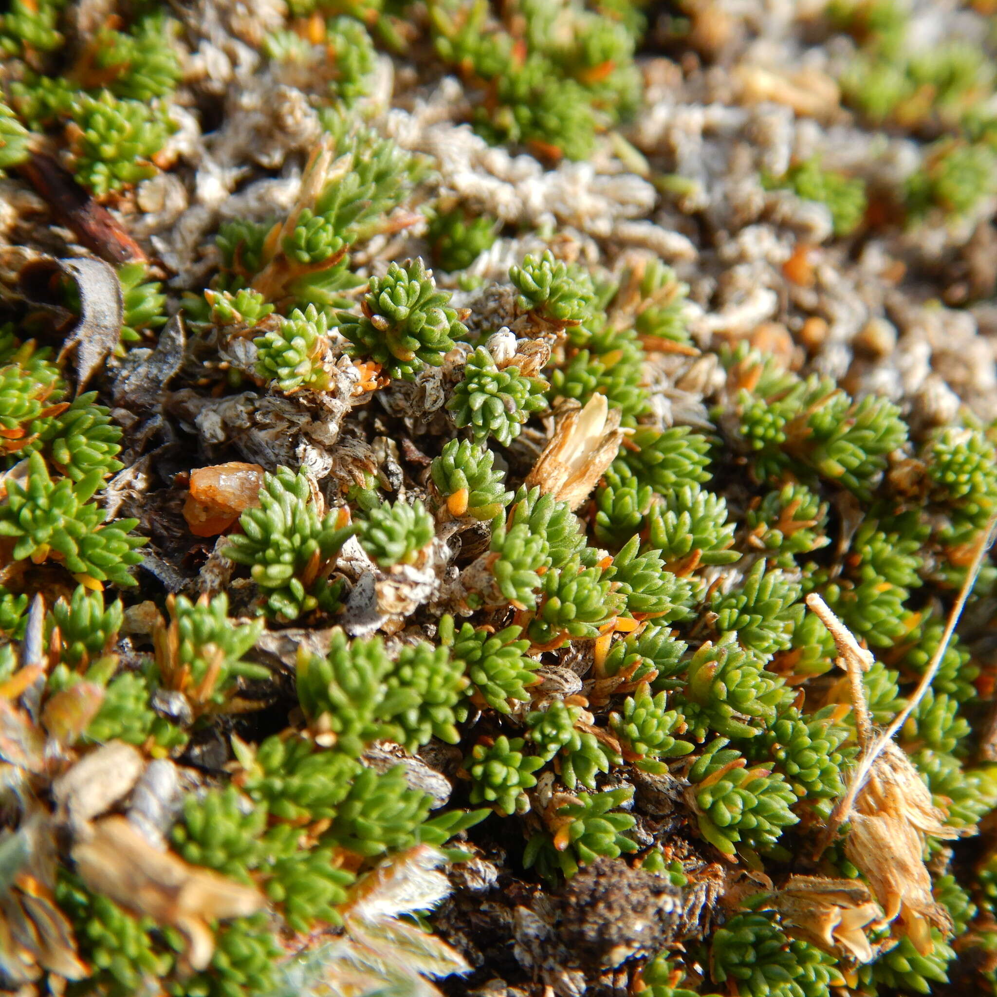 Слика од Cherleria arctica (Steven ex Ser.) A. J. Moore & Dillenb.