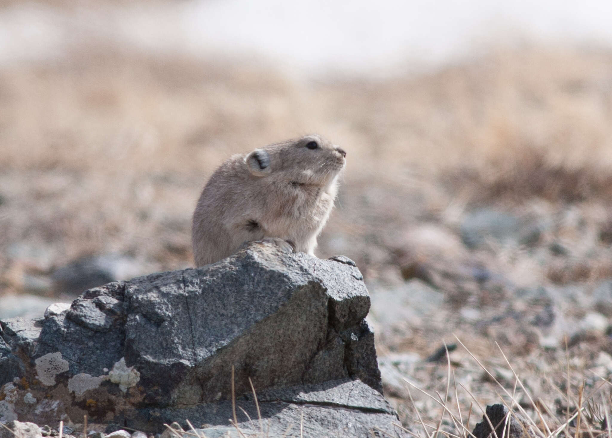 Image of Pallas’s Pika