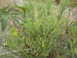 Image of sessileflower false goldenaster