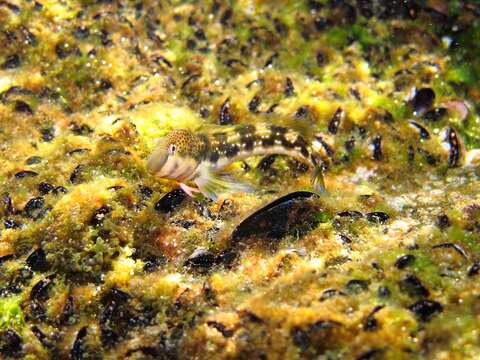 Image of Adriatic blenny