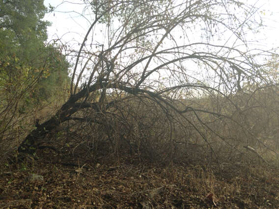 Image of Sambucus cerulea var. neomexicana