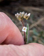 Image of Holboell's rockcress