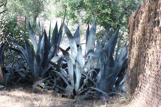 Image of American Aloe