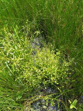 Слика од Veronica anagalloides Guss.