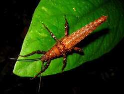 Image of Haaniella echinata (Redtenbacher 1906)