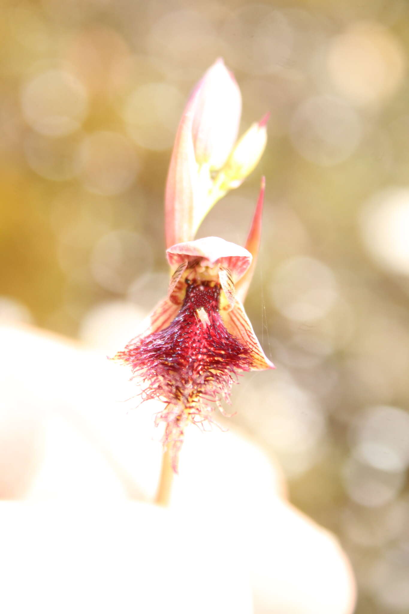 Calochilus uliginosus D. L. Jones的圖片