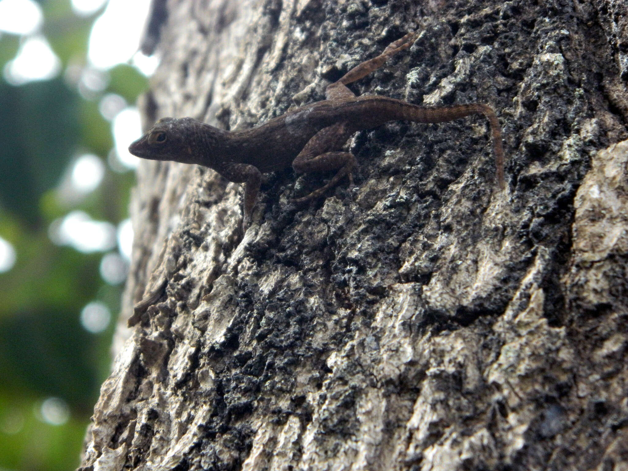 Image of Anolis ignigularis Mertens 1939