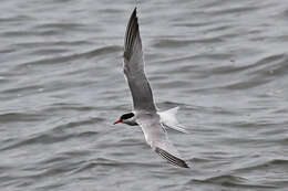 Image of Common Tern