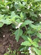 Image of hoe nightshade