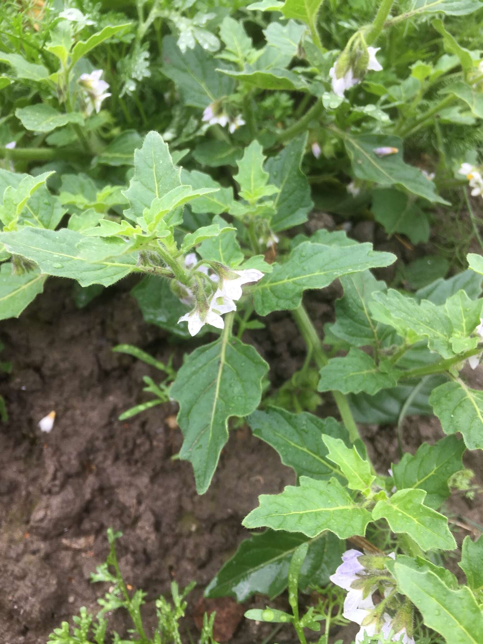Image of hoe nightshade