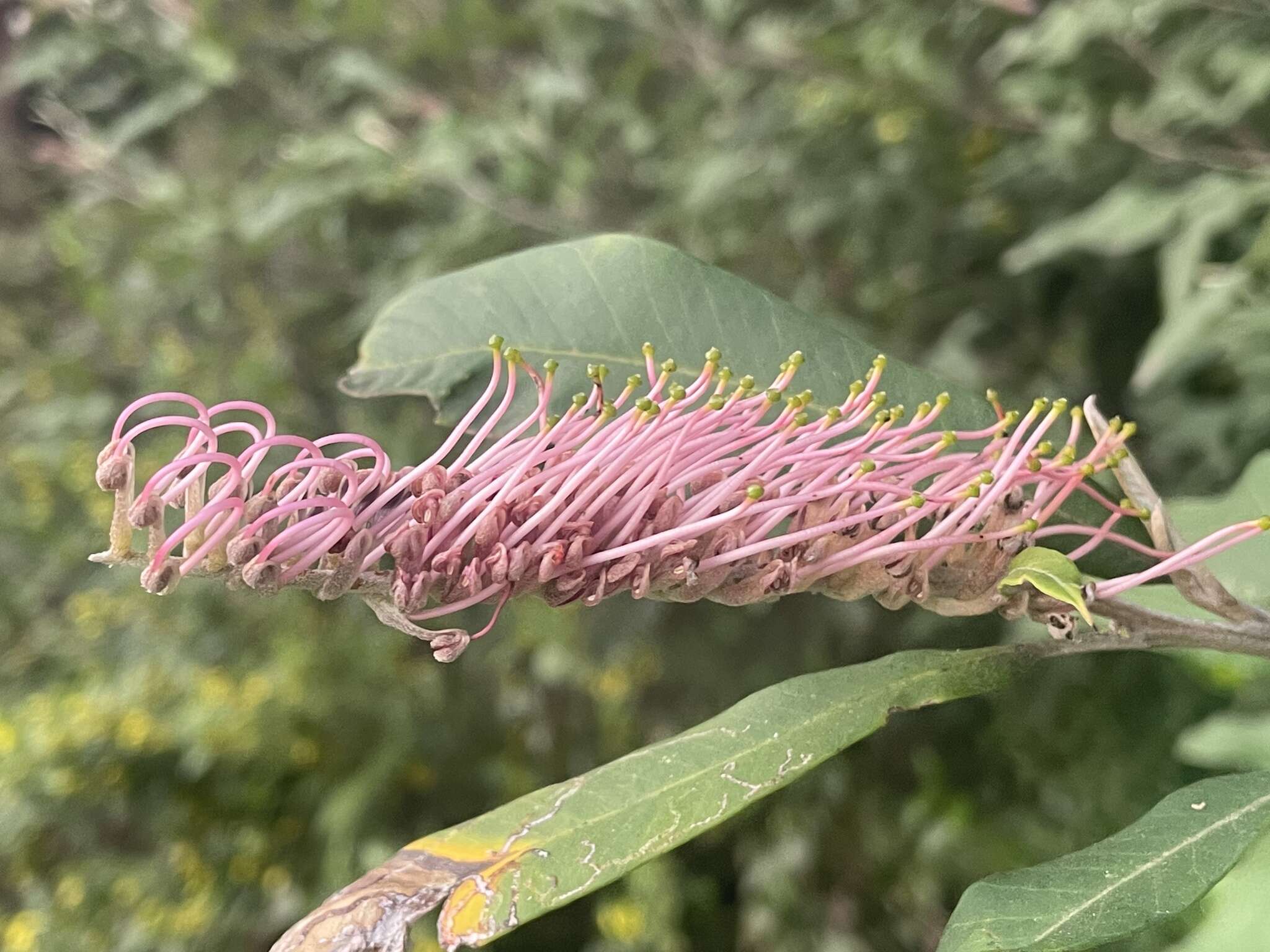 Image of Grevillea barklyana F. Müll. ex Benth.