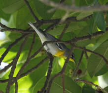 Image de Paruline à collier