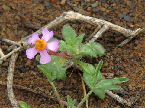 Image of Zaluzianskya violacea Schltr.