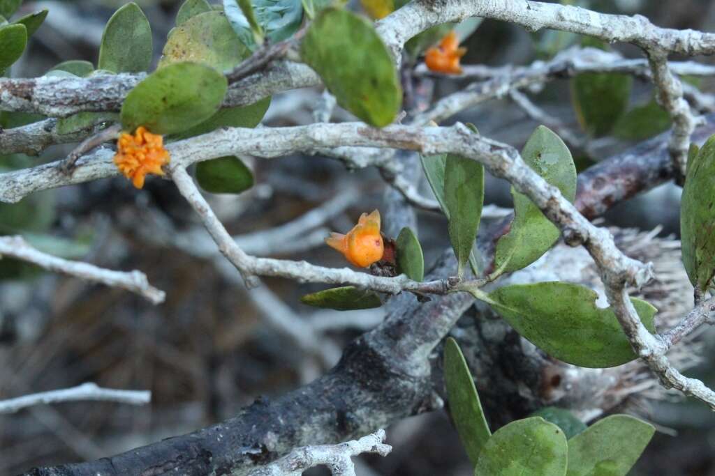 Plancia ëd Pterocelastrus tricuspidatus (Lam.) Walp.