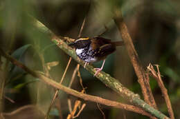 Image of White-bibbed Antbird