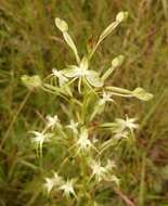 Image de Habenaria nyikana Rchb. fil.