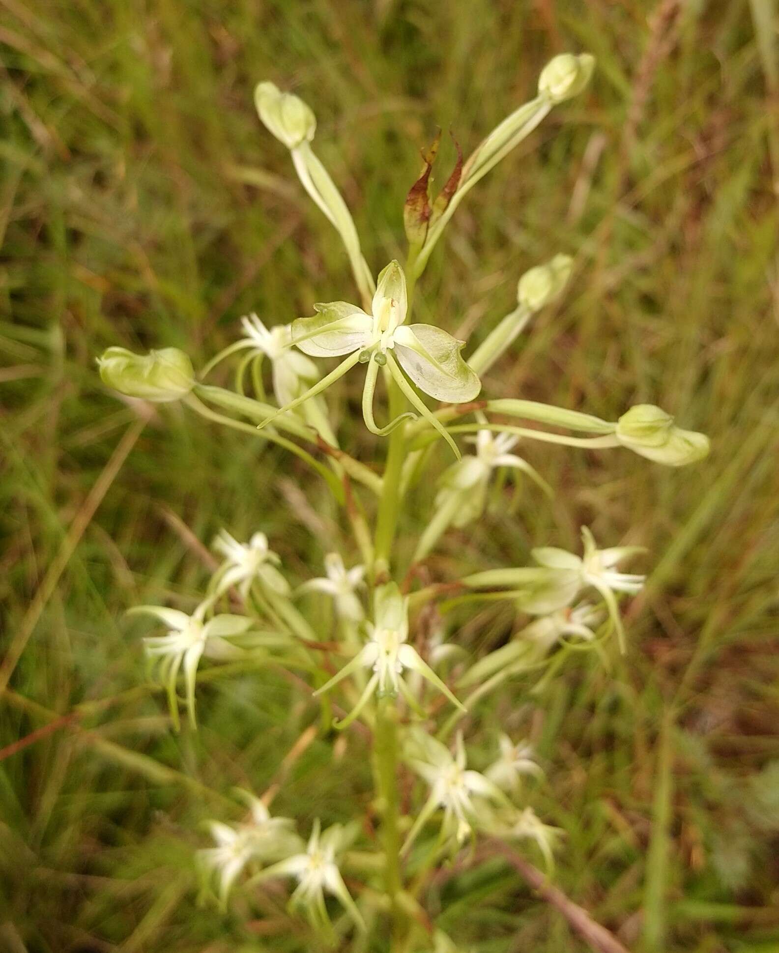 Image de Habenaria nyikana Rchb. fil.